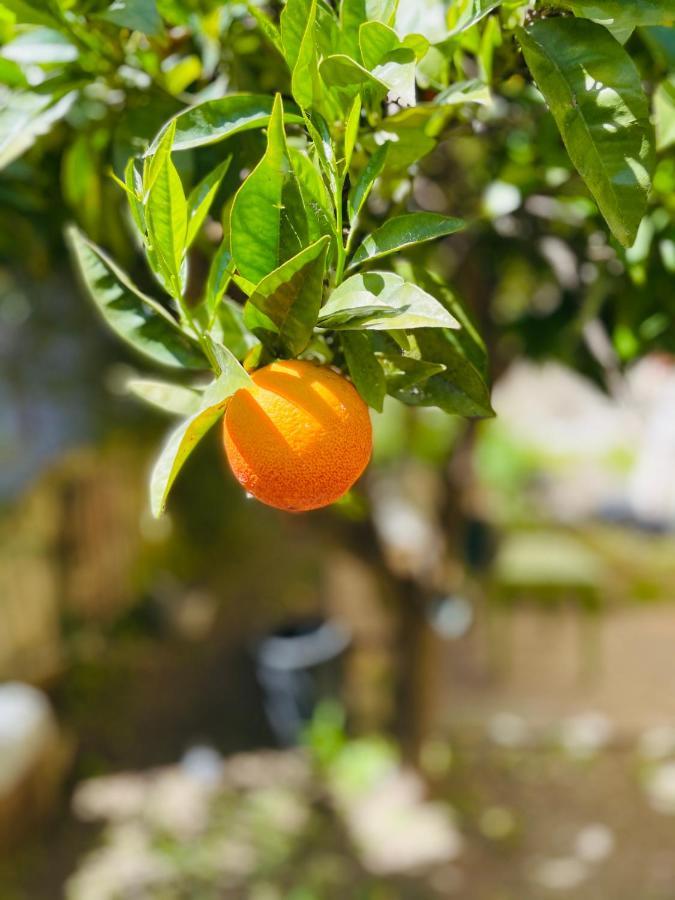 Il Giardino Di Iole Via Giovanni Amendola N36 Bed and Breakfast Sassari Eksteriør billede